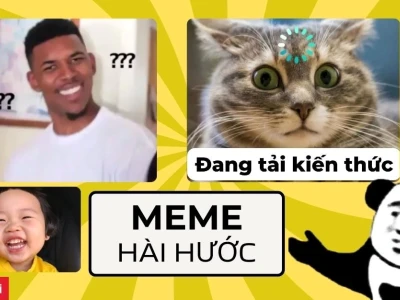 Tổng hợp Avatar Meme Mèo Bựa Hài Hước Nhất 2026
